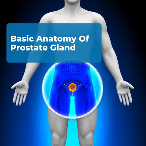 Prostate Anatomy