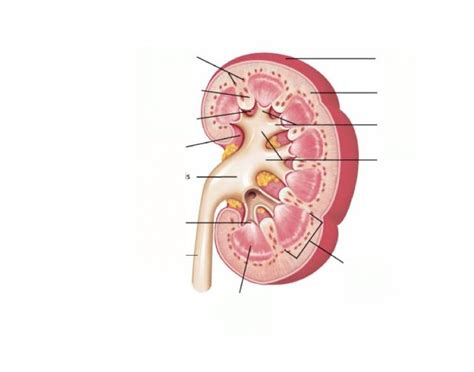 Ch. 17 Urinary System (Kidney Labeling) Quiz