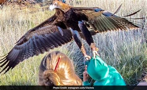 Giant Eagle At Australian Wildlife Show Gets A Little Too Wild, Attacks Boy