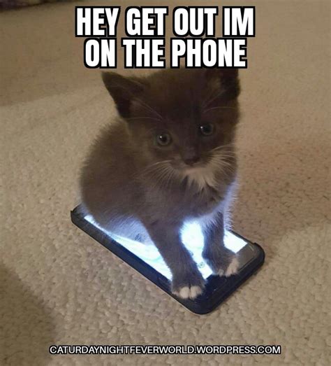 Cute kitty cat is on the phone - Meme by Memeism :) Memedroid