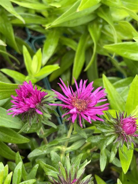 Aster Novae Angliae Vibrant Dome Frikarti Stauden AG