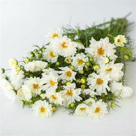 Cosmo Double Click Snow Puff Flower Seed 25 Etsy