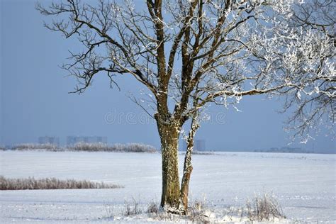Beautiful Landscape With A Lonely Naked Tree In A Winter Field Stock Photo Image Of Frosty