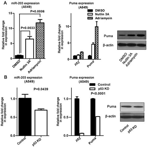 MiR 203 And Puma Expression In P53 Regulated Lung Cancer Cells A