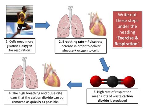 Ppt Exercise And Respiration Powerpoint Presentation Free Download