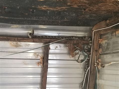 Upstate NY, anyone know what kind of snake this is? : r/snakes