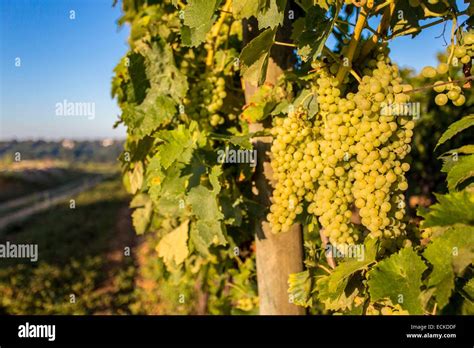 France, Charente, Cognac vineyard Stock Photo - Alamy