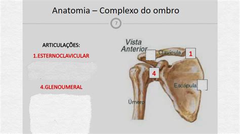 Pin By Ludovina Rebelo On Anatomia