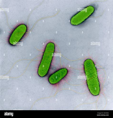 E Coli Bacteria Coloured Transmission Electron Micrograph Tem Escherichia Coli Are Gram