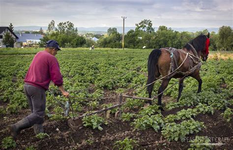 Horse Hoeing Husbandry Traditional Weed Control Demonstration