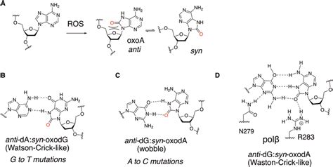 Base Pairing Properties Of 78 Dihydro 8 Oxoguanine Oxog And