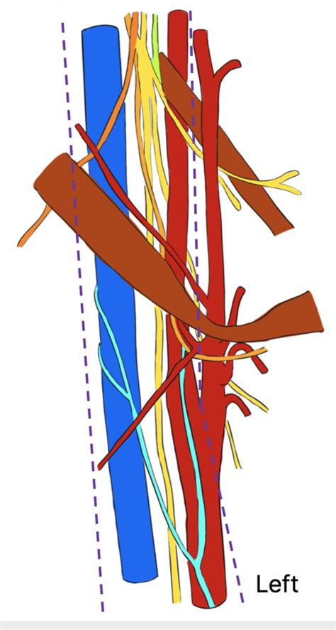 contents of carotid sheath Diagram | Quizlet