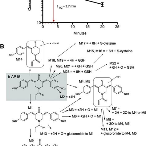 B Ap Inhibits Deubiquitinase Activity And Proteasome Function A