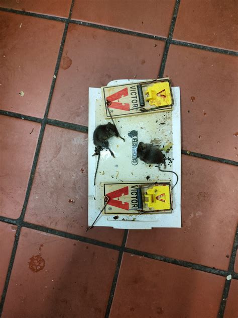 Our Project | My Pest Exterminator