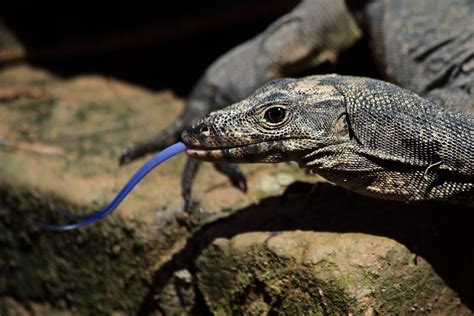 Salvator Macromaculatus The Water Monitor Varanus Salvat Flickr