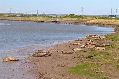 Flood defence scheme expands seals' habitat