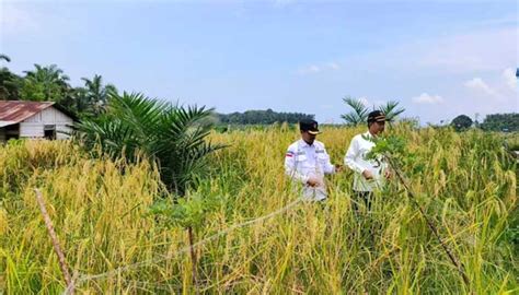 Indonesia Darurat Pangan Direktur Buflo Kementan Ajak Petani Lakukan