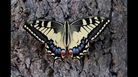 Metamorphosis Swallowtail Butterfly Lifecycle Youtube