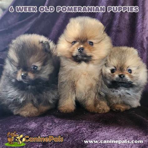 Pomeranian Growth Stages & Weight: A Comprehensive Guide - Canine Pals