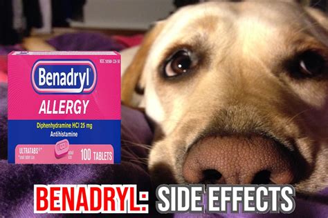 Benadryl for Dogs: Safe Usage Guide & Tips | Pet Health