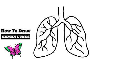 How To Draw Lungs Easily Step By Step Human Lungs Diagram World