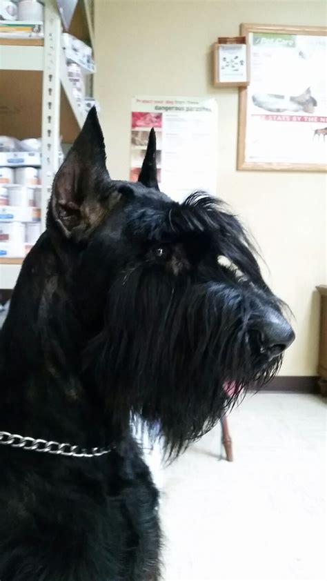 Pin By Mary On AKC Giant Schnauzer Puppies For Sale In Alabama