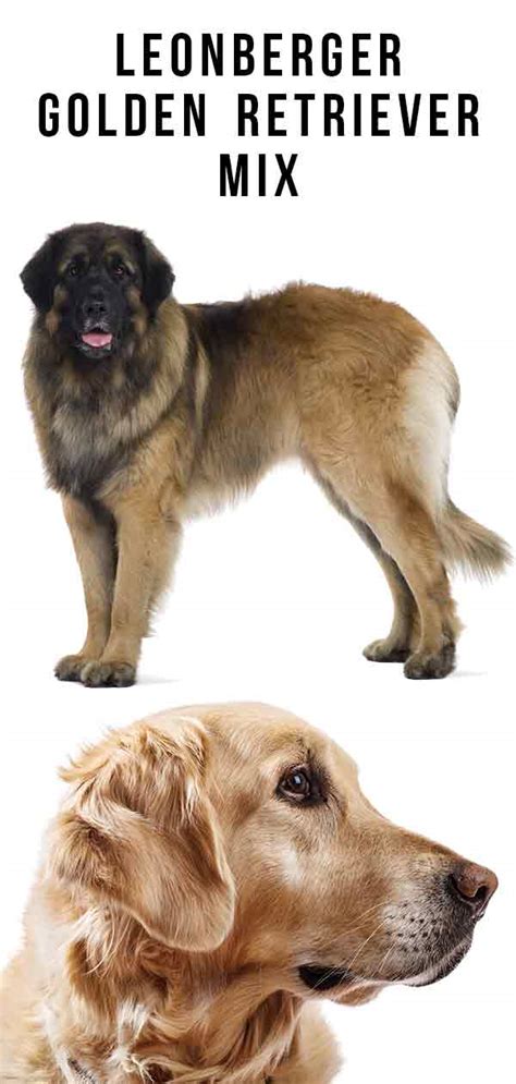 Leonberger Retriever Mix