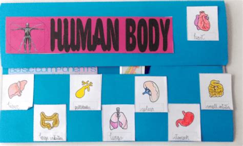 Free Human Body Lapbook