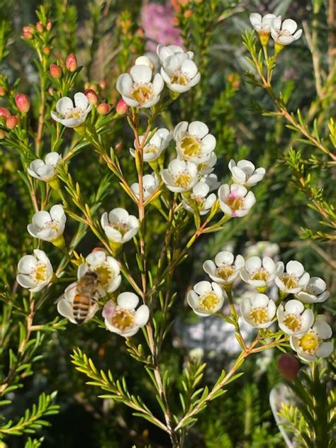 Chamelaucium Morning Delight Mm The Garden Feast