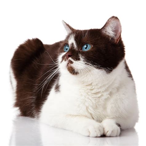 Premium Photo | Blue eyed cat cat isolated on white background