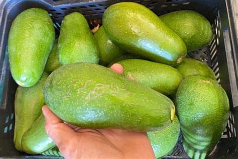 Avocado Kaufen Bestelle Dir Naturbelassene Avocados Frisch Vom Baum