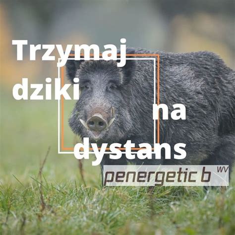 Preparat Do Ochrony Upraw Przed Dzikami I Sarnami Anty Dzik Hukinol