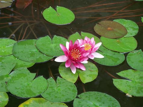 Gambar Alam Menanam Bulat Daun Bunga Danau Musim Panas Kolam