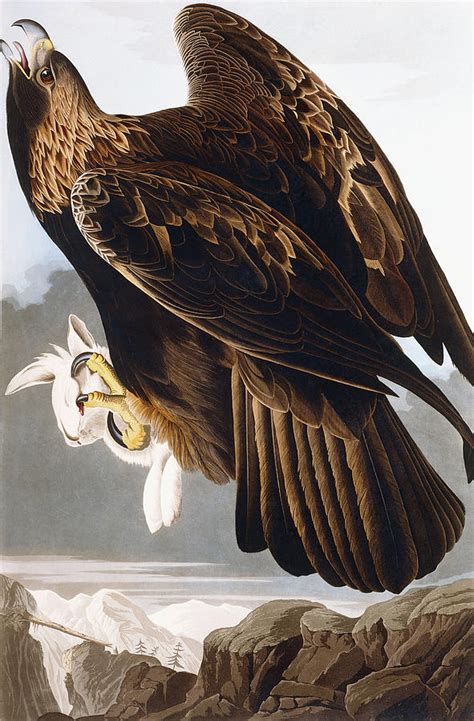 Golden Eagle Painting by John James Audubon