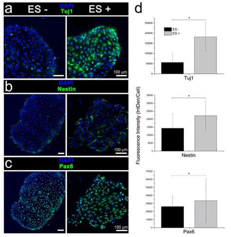 Immunophenotypic Characterisation Of IPSC Differentiation Following The