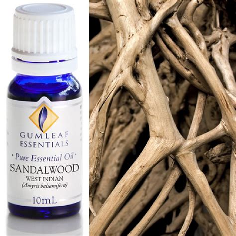 Sandalwood West Indian Essential Oil - Trading Tree