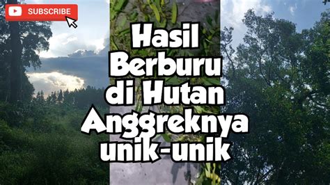 Anggrek Hasil Ngebolang Di Hutan Dapat 1 Karung Full Part Lll