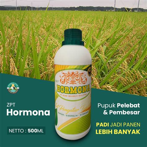 Jual PROMO PUPUK PADI CEPAT BERBUAH ZPT HORMONA 500ML PUPUK PELEBAT