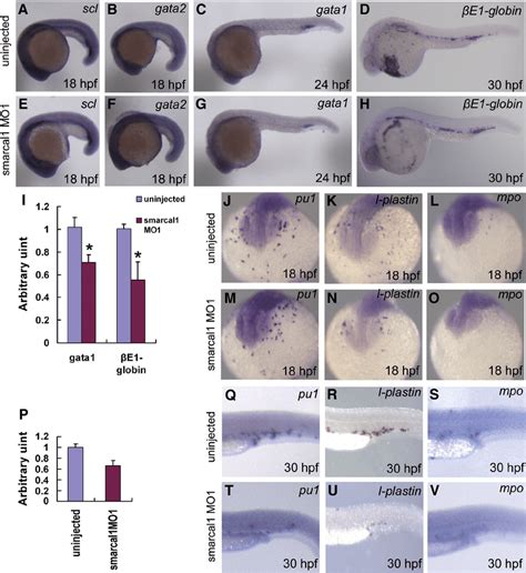 Knockdown of smarcal1 reduces expression of hematopoietic genes. (A-H ...