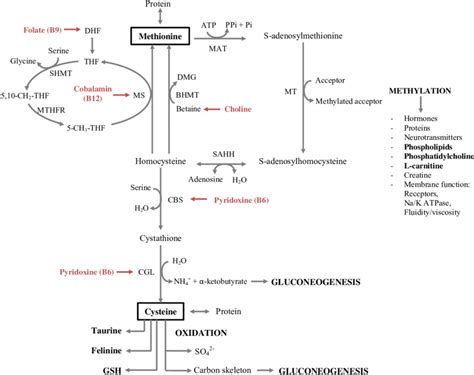 Major Pathways Of Sulphur Containing Amino Acid Metabolism In The