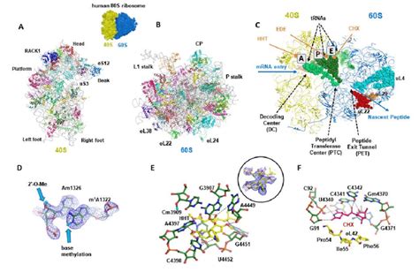 Structural analysis of the human 80S cytosolic ribosome. (A,B ...