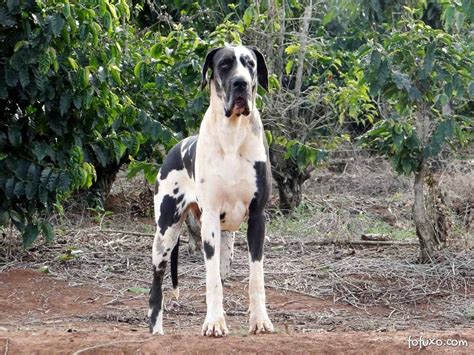 Dogue Alemão Dog Alemão Raças De Cachorros