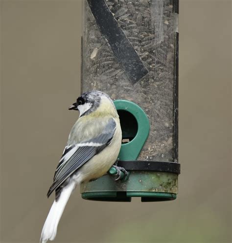 Kohlmeise Parus Major Kohlmeise Parus Major C Nadine Flickr