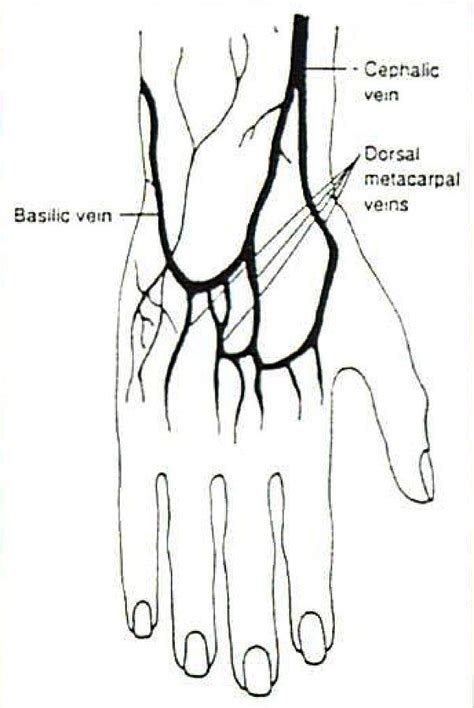 Venipuncture Sites Diagram - Wiring Diagram Pictures