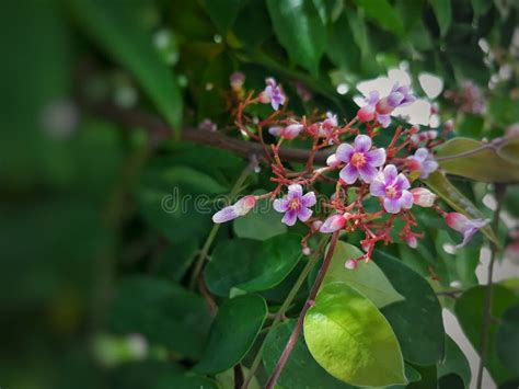 Star apple,star fruit stock photo. Image of tree, lotus - 119646950