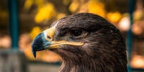 Golden Eagle: Facts, Habitat, and Behaviour - Birdwatching UK