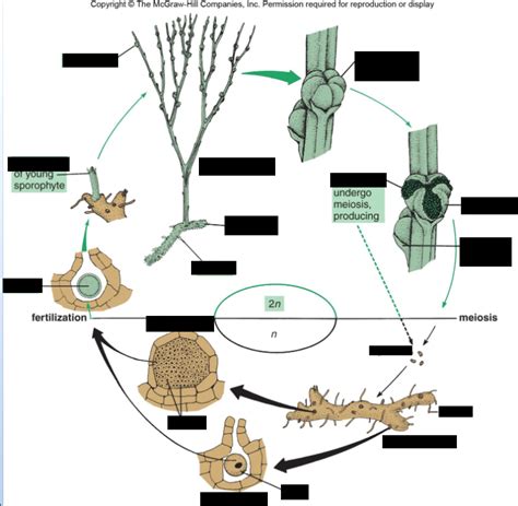 Psilotum Life Cycle Diagram Diagram | Quizlet