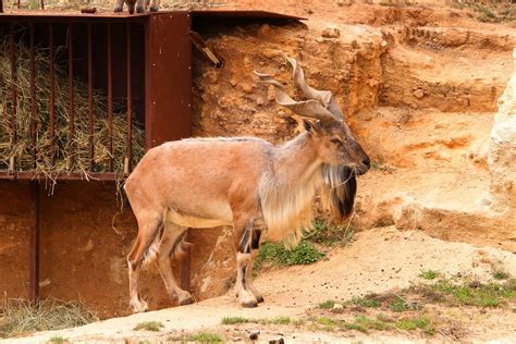 Le Markhor Christel Dupriet Flickr