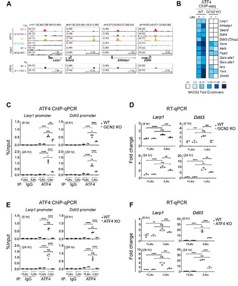 Figure From The Amino Acid Sensor Gcn Suppresses Terminal