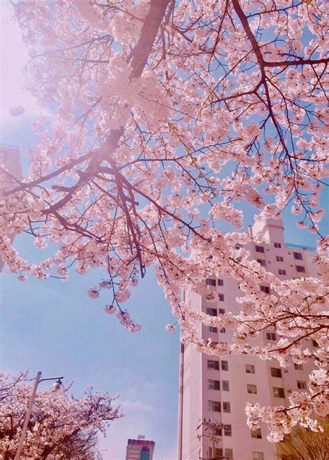 Aesthetic Wallpaper Cherry Blossom Japan